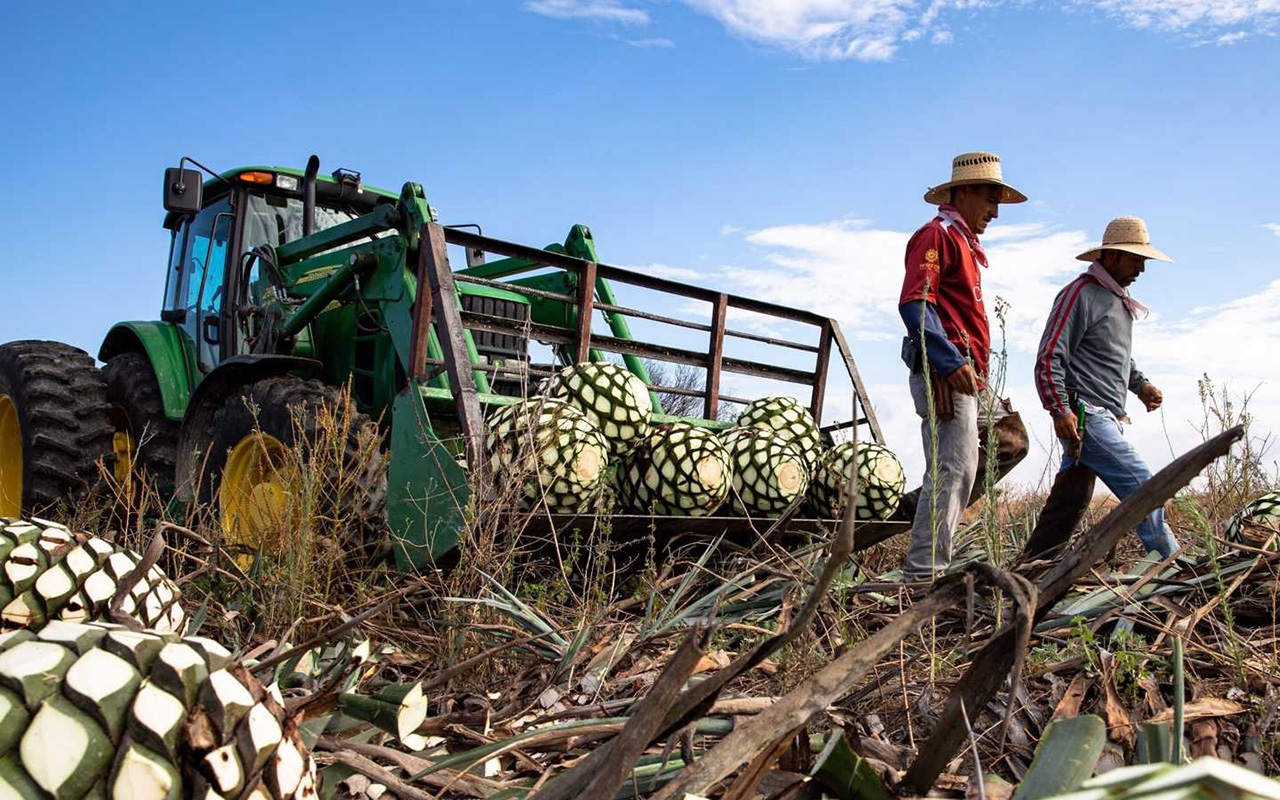 Photo taken from the ground of two men harvesting agave (pineapple-like) fruit in a field with a dark green tractor behind them to carry the load.