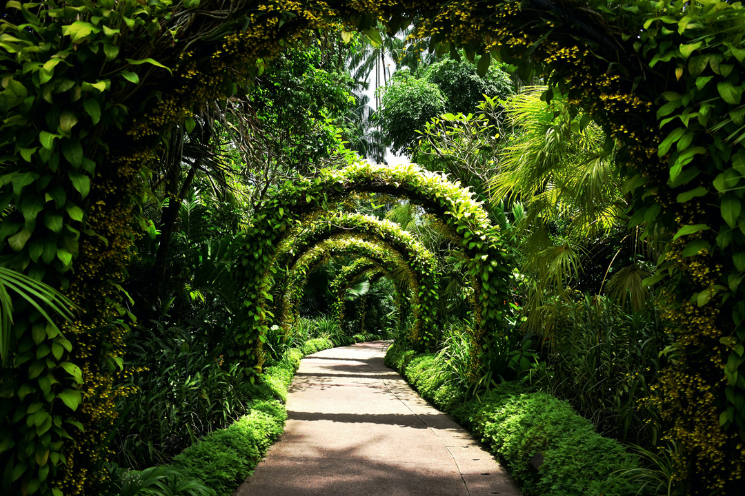A pathway through a tree filled garden. There are arches over the pathway that are covered in leaves and small bushes line the path. The whole garden is green and full of various trees and plants.