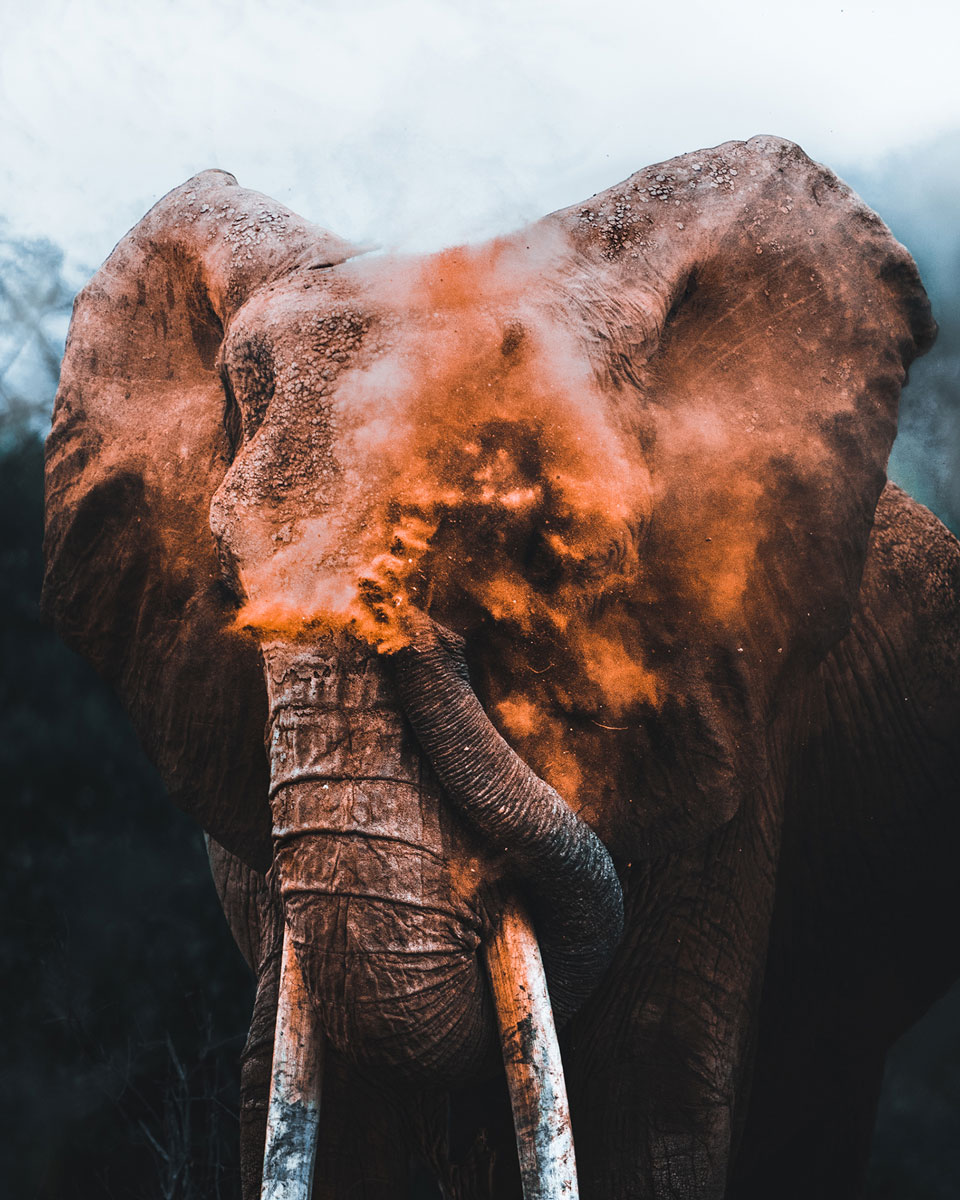 Photo of the head of a light gray African elephant with white tusks blowing red dirt and dust from its trunk onto is head so that its face is covered and their is a think coat of the red dust over its skin. 