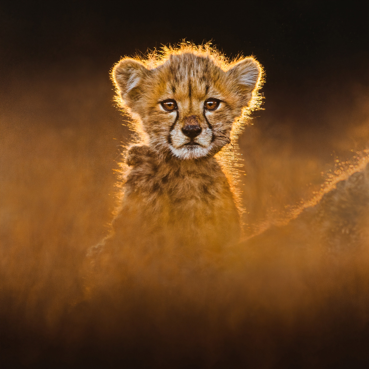 Photo of a golden colored baby cheetah with dark brown marking on its face and amber colored eyes. The baby cheetah is just visible above the haze of grass and is sitting up, staring at the camera.