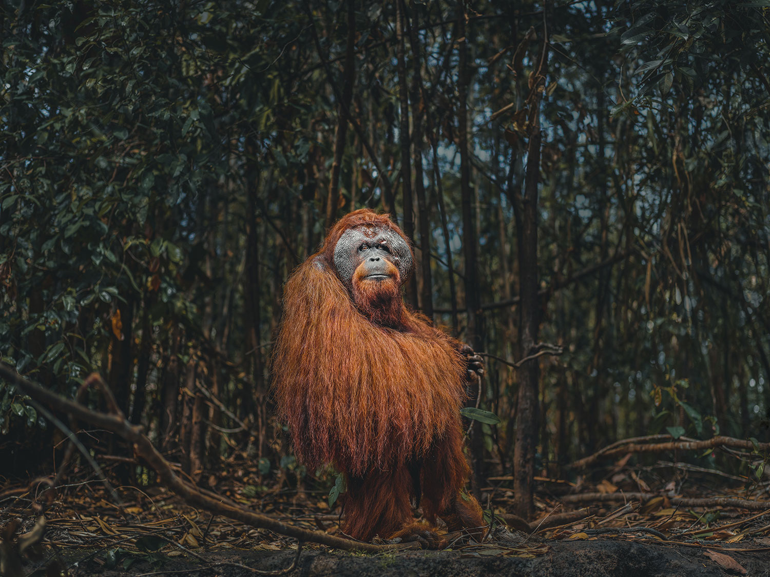 Photo of a large furry, orange orangutan standing in the middle of a small clearing in a dark green tropica forest. The orangutan is looking to the side at the camera as if its attention was captured mid-walk.