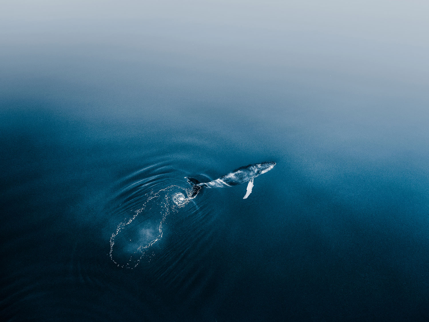 Aerial photo of a dark turquoise blue whale coming up for air just above the surface of a body of water that fades from the same dark turquoise colors of the whale at the bottom of the photo to a light gray/blue at the top of the photo.