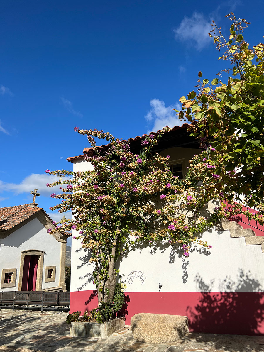 Photo of a pink and white villa house with a green tree with purple flowers blooms growing up the side of the house.