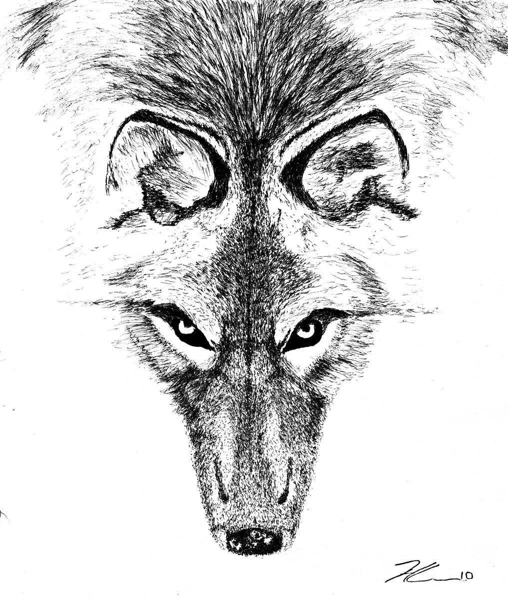 Photo of a drawing by Hassan Laramée of a wolf's head and shoulder. The drawing is done from an aerial perspective and the wolf appears to be looking up at the viewer.