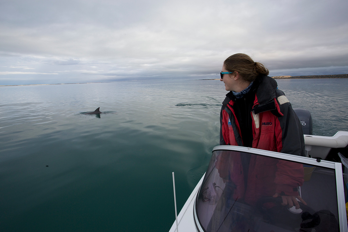 Photo of Sara Niksic steering a small speedboat on a cloudy day. The water is a murky aqua blue and the gray fin of a dolphin is visibly just above the surface.