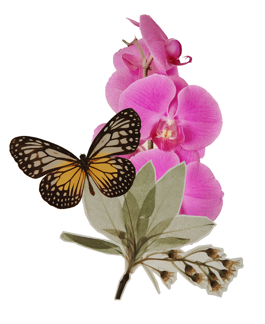 Cutout collage of the images of a Monarch butterfly layered on top of a flattened, bright pink Orchid flower and a small flower bunch and its flattened leaves.