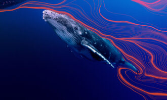 Photo of a grayish/white humpback whale swimming in the dark royal blue water of an ocean. Wavy red/orange lines are curving through the water and around the whale.