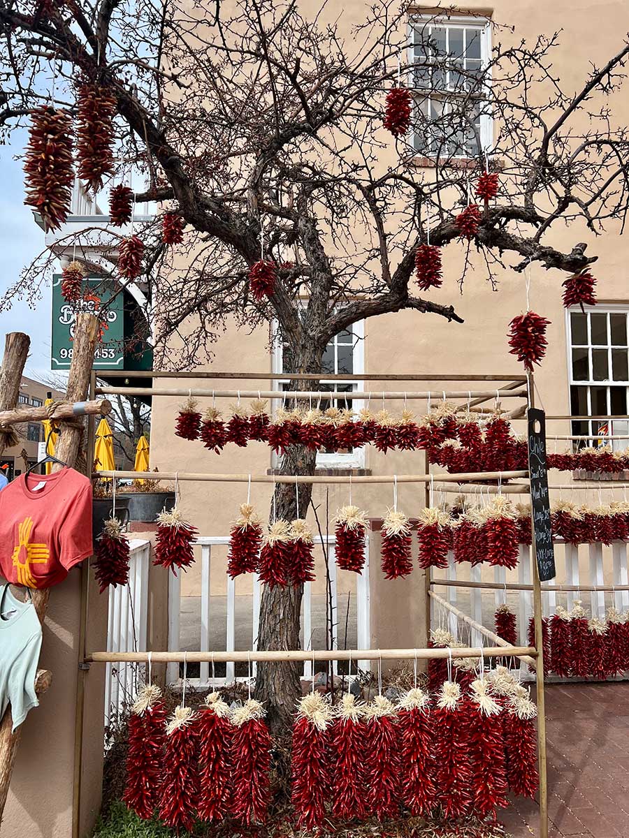 Photo taken of a wooden rack lined with ristras (bushels of dried dark red Chile peppers) for sale on the side of the street. Ristras are also hanging from the branches of the tree behind the stand.