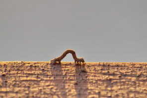 Close up photo of a brown inch worm crawling along a light borne dirt-covered surface