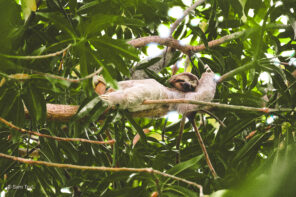 sloth reclined among green tree canopy