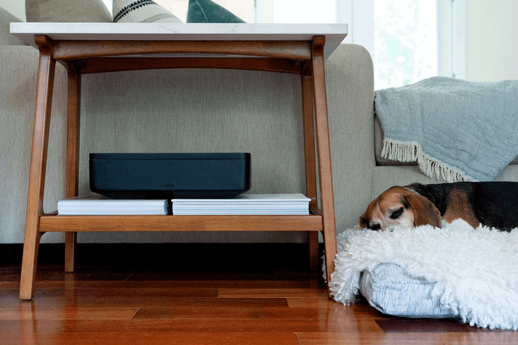 dog sitting by couch end table with TROVA safe on shelf