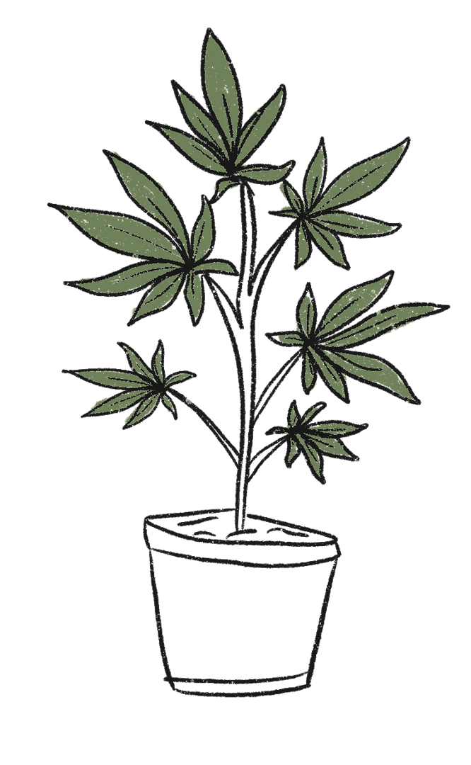 Illustration of marijuana plant in a pot.
