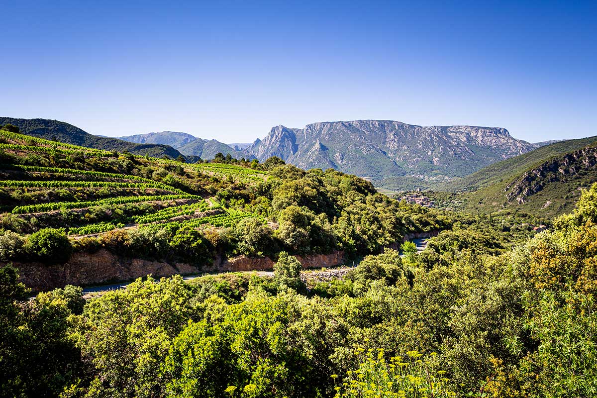Large landscape photo of a vast, lush green vineyard in the mountain in the Languedoc region. There are rows of bright green grape vines lining the far side of a mountain split down the middle by a rocky, orange sandstone river. The sky is a bright blue at the top of the photo and fades to a light blue color as it meets the large rocky plateau that can be seen in the distance covered in lush green plants and trees.