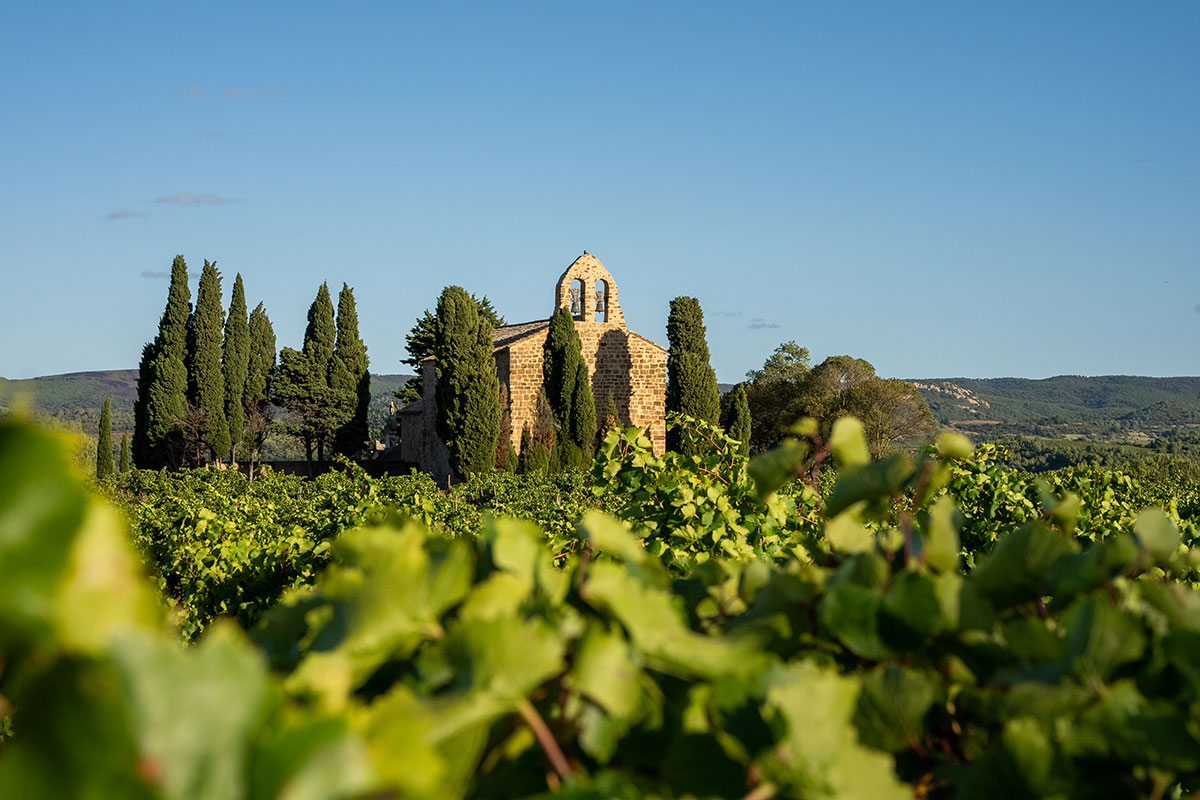 Photo taken from the lush green field of the vineyard with green leaves in the foreground of la chapelle de Gasparets in Boutenac, a large, secluded, old tan/orange brick building standing in the center of the vineyard surrounded by tall, skinny, dark green trees.