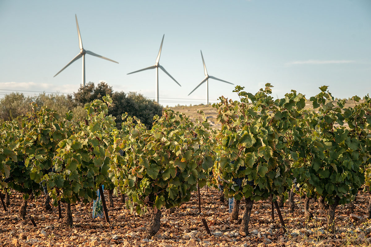 Photo of the organic farming practices used in the Languedoc. There are bushels of grape vines with small trunk close to the rock covered ground that make up the vineyard in the foreground. Three silver-white windmills are towering over the vineyard in the background. 