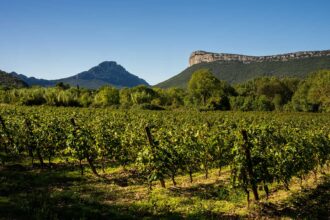 Landscape photo of the lush green vineyards in the scenic Pic-Saint-Loup appellation of Languedoc. The sky is bright blue and a large plateau to the right of a peaked mountain lines the landscape.
